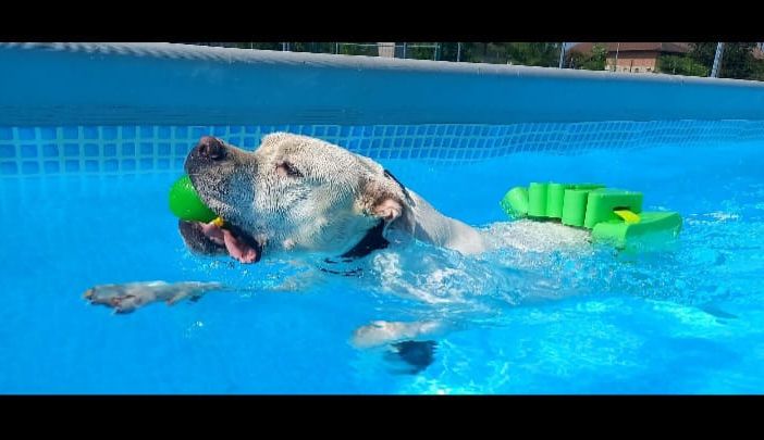 Ad Alba riparte anche quest'anno il &quot;Canile in piscina&quot;