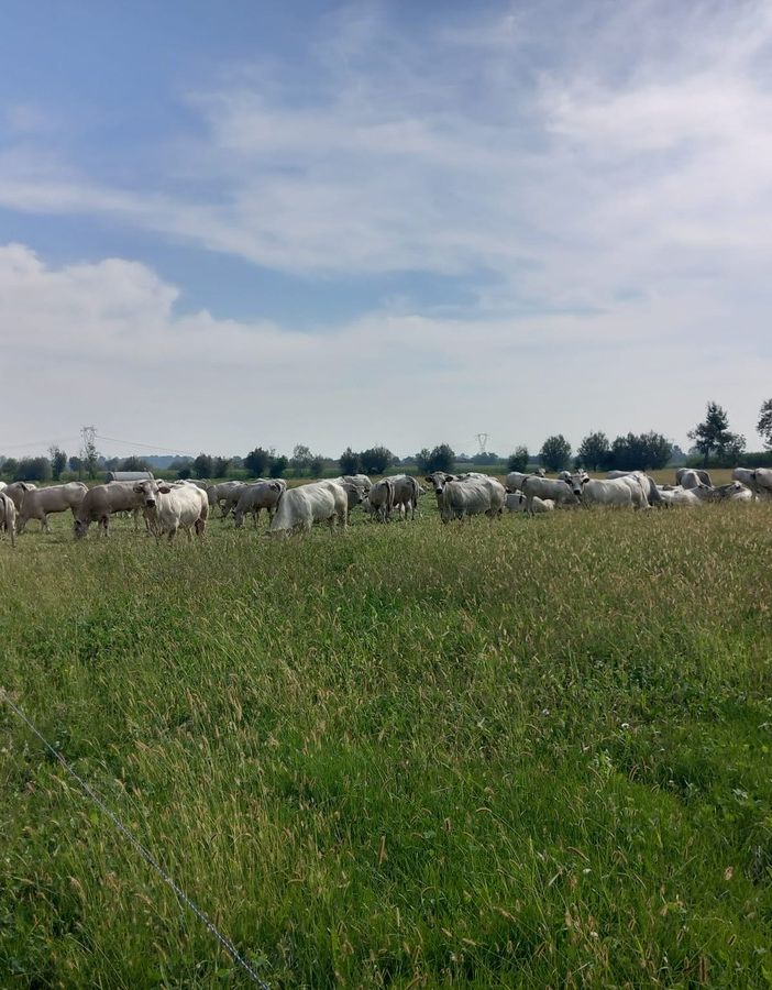 Razza Piemontese, consumi e strategie di mercato: a &quot;Meating&quot; l’analisi di Compral Carne