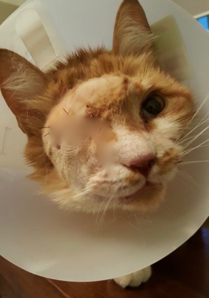 A Vignolo Giulio è tornato a casa senza un occhio e con una pallottola in testa