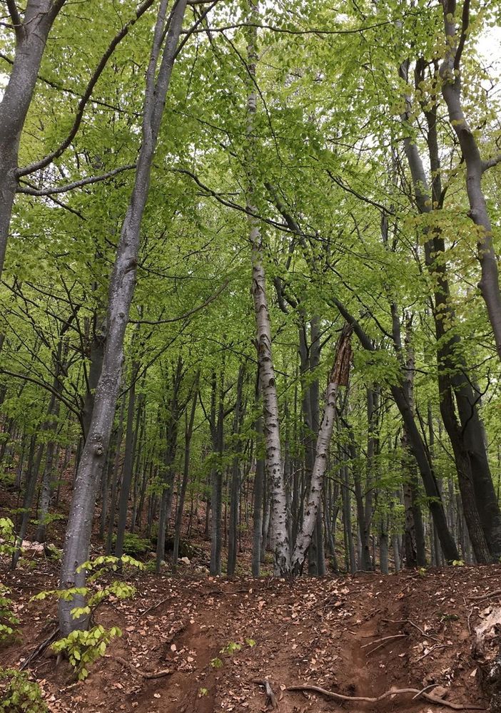 La Valle Tanaro diventa un laboratorio a cielo aperto per lo studio e la sostenibilità delle foreste alpine