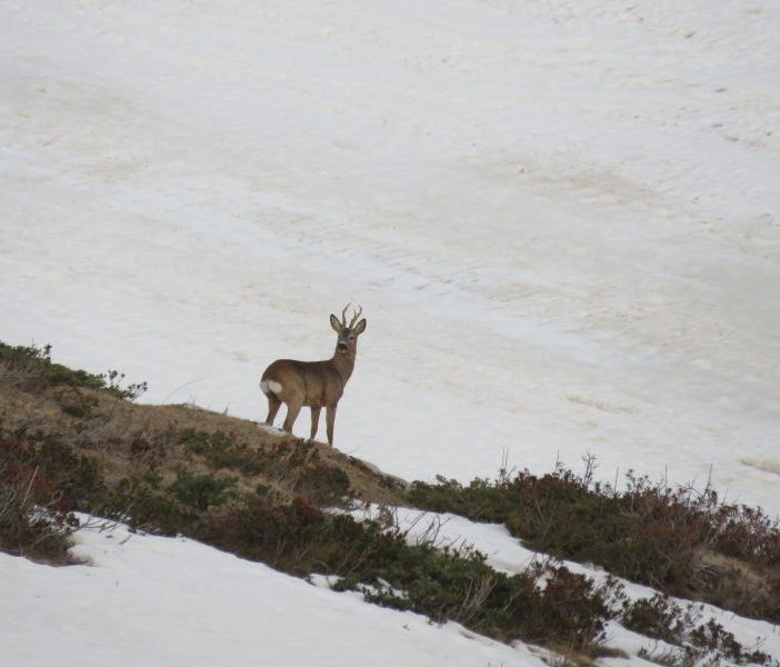 A Murazzano bracconiere tenta di occultare un capriolo appena abbattuto: sanzionato