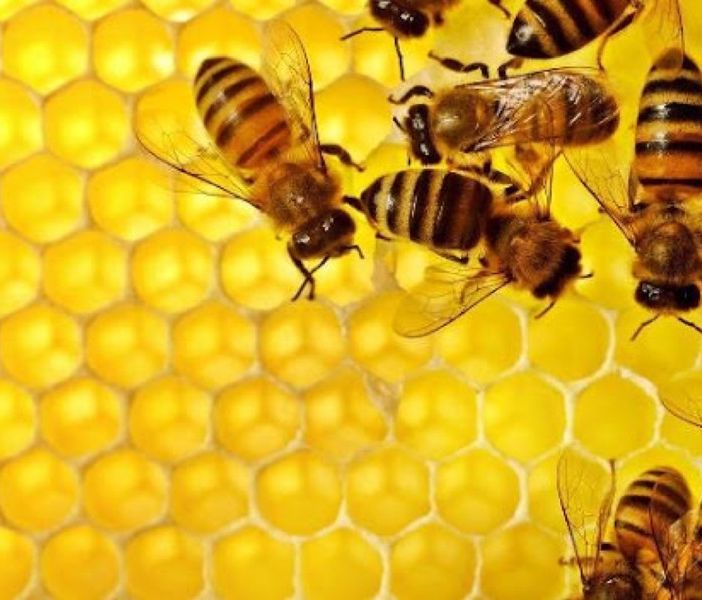 SOS api, Coldiretti Cuneo: a rischio estinzione 3 colture su 4