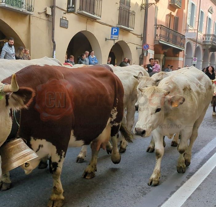 A Demonte la tradizionale Fiera di San Luca: sfilata di animali e mezzi agricoli [FOTO E VIDEO]