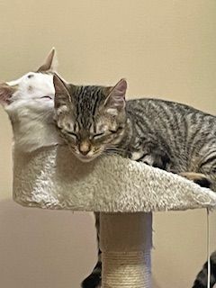 Smarrita a Cuneo la gattina Kiri: &quot;Aiutateci a trovarla&quot;