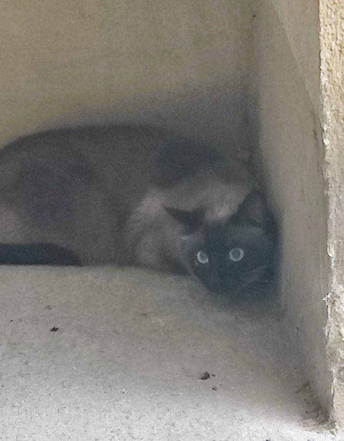 Si cerca gatto siamese in zona Borgo Vecchio a Fossano