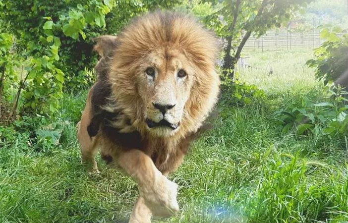 Murazzano, addio a Masai, leone del Parco Safari: aveva 22 anni