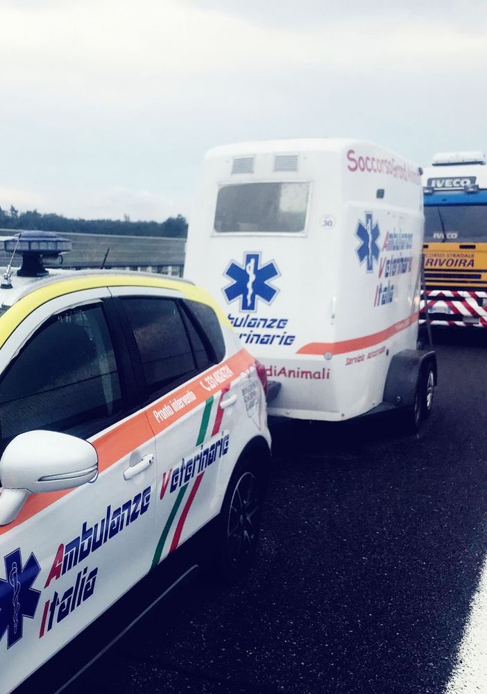 Code sulla Torino-Savona all'altezza di Fossano per ovini nei pressi della carreggiata autostradale