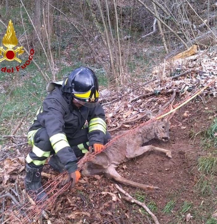 Boves: i vigili del fuoco liberano un capriolo intrappolato in una rete in via Tetti Arioun