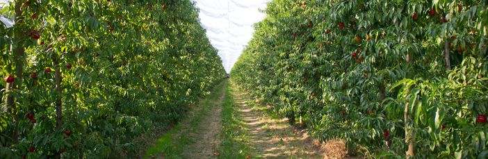 Maltempo e crisi mettono in ginocchio la frutticoltura
