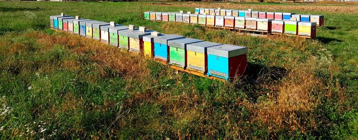 Come allevare le api: Aspromiele propone un corso base di apicoltura Come allevare le api: Aspromiele propone un corso base di apicoltura