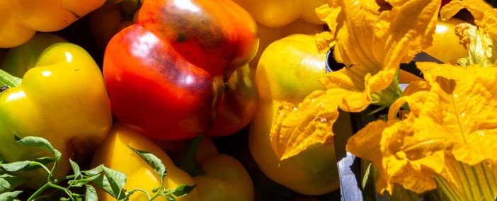 Insediamento dei giovani agricoltori: ad Alba un incontro con gli esperti di Coldiretti sul nuovo bando del PSR