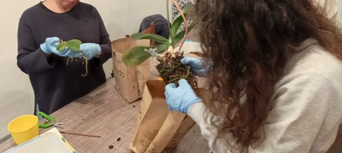 Successo per la serata dedicata alla cura e al rinvaso delle orchidee al Santuario di Monserrato Successo per la serata dedicata alla cura e al rinvaso delle orchidee al Santuario di Monserrato