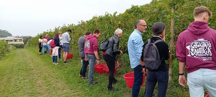 Alba, prima vendemmia turistica dell’anno nella vigna urbana della scuola enologica