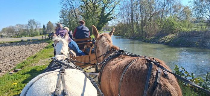 Bra è tappa del Paradriving Piemonte 2026, per superare la disabilità a cavallo Bra è tappa del Paradriving Piemonte 2026, per superare la disabilità a cavallo