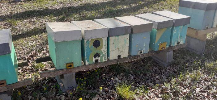 L'apiario di Cuneo dove si è verificato il furto