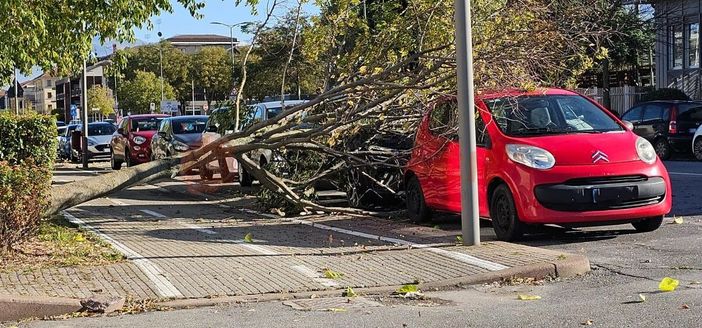 Vento forte a Cuneo: albero si schianta su un'auto parcheggiata Vento forte a Cuneo: albero si schianta su un'auto parcheggiata