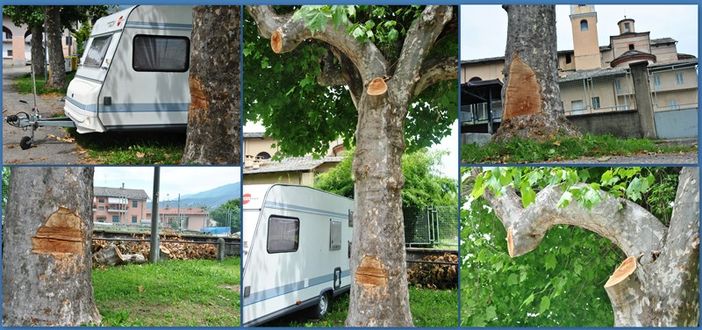 Gli evidenti "sfregi" sui platani di piazza Piave a Paesana Gli evidenti "sfregi" sui platani di piazza Piave a Paesana