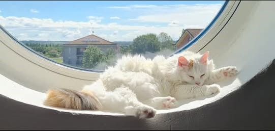 QUATTROZAMPE / Si cerca urgentemente un gatto donatore di gruppo B QUATTROZAMPE / Si cerca urgentemente un gatto donatore di gruppo B