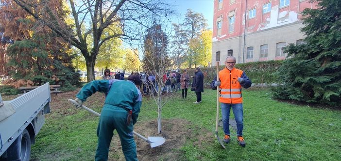 Alba, per la Festa degli Alberi piantato un nuovo albero alla media “Vida”