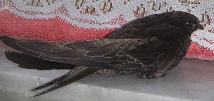 "Conosciamo i rondoni": incontro informativo a Savigliano