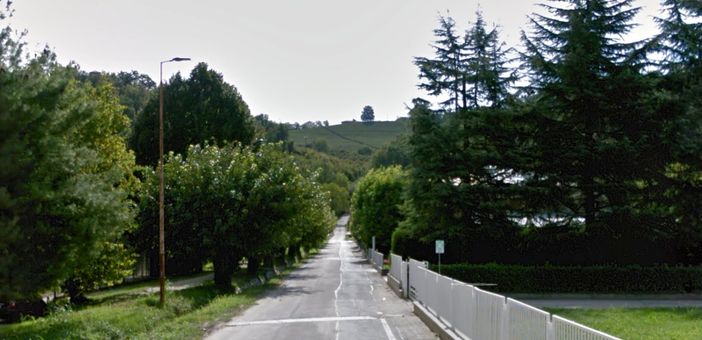 Alba: gelsi bianchi di strada Castelgherlone, alberata monumentale e vincolata