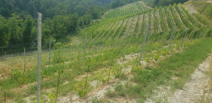 Ristrutturazione e riconversione vigneti, nuovo bando Arpea: pagamenti solo dopo il collaudo degli impianti Ristrutturazione e riconversione vigneti, nuovo bando Arpea: pagamenti solo dopo il collaudo degli impianti