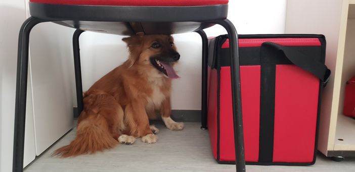 Cagnolino si perde a Verzuolo durante il temporale, si cercano i proprietari Cagnolino si perde a Verzuolo durante il temporale, si cercano i proprietari