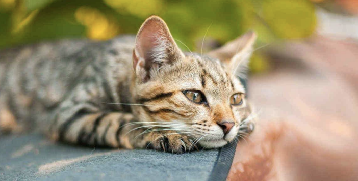 In partenza a Saluzzo il corso di formazione per proprietari di gatti In partenza a Saluzzo il corso di formazione per proprietari di gatti