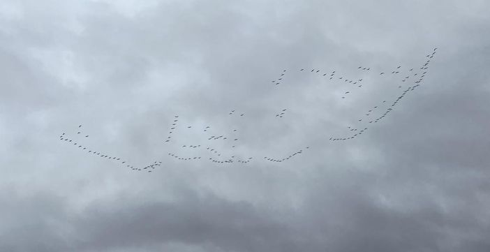 Stormi di gru sorvolano Cuneo con il loro inconfondibile canto verso il 'caldo' di Francia e Spagna [FOTO]
