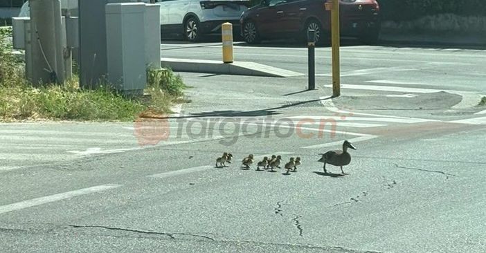 Famiglia di anatre attraversa la strada a Cuneo: il curioso e tenero scatto Famiglia di anatre attraversa la strada a Cuneo: il curioso e tenero scatto