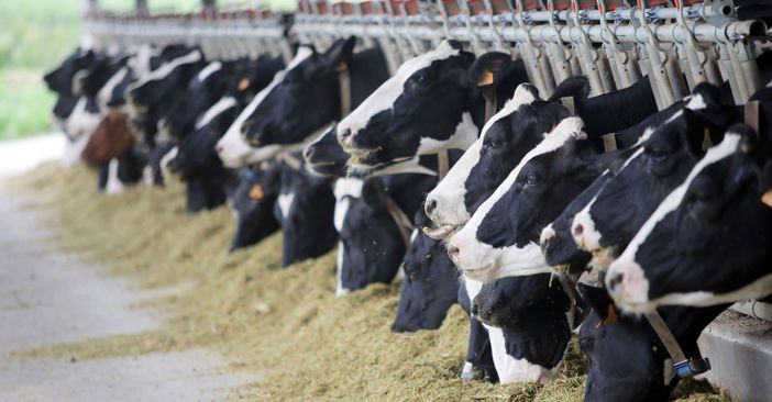 Confindustria Cuneo: "Agea restituisca il residuo delle quote latte ai produttori in regola" Confindustria Cuneo: "Agea restituisca il residuo delle quote latte ai produttori in regola"