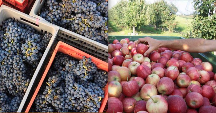 La vendemmia e la raccolta delle mele