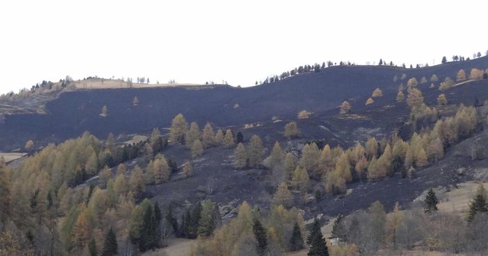 "I piagnistei delle associazioni venatorie in questo momento sono fuori luogo" "I piagnistei delle associazioni venatorie in questo momento sono fuori luogo"