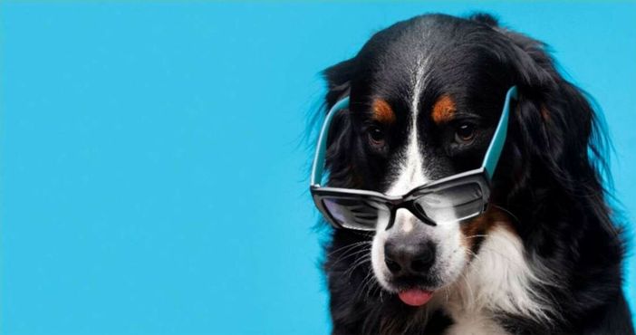 "Il Patentino", a Bra torna il corso gratuito per imparare a vivere con il proprio cane in modo responsabile