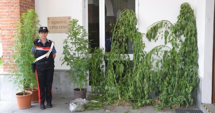 Piante di marijuana nascoste fra quelle di pomodori: brindisino di 37 anni arrestato a Busca
