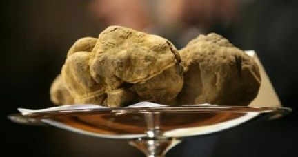 Vezza d’Alba: tutto pronto per  XXXV Fiera Regionale del Tartufo bianco e dei vini del Roero