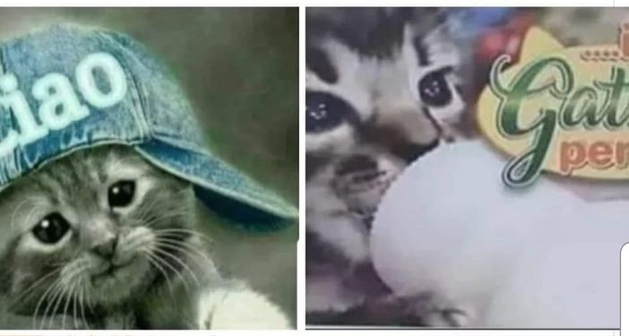 Immagine tratta dalla locandina dell'iniziativa del baratto a cura dell'associazione "Il gatto per te"