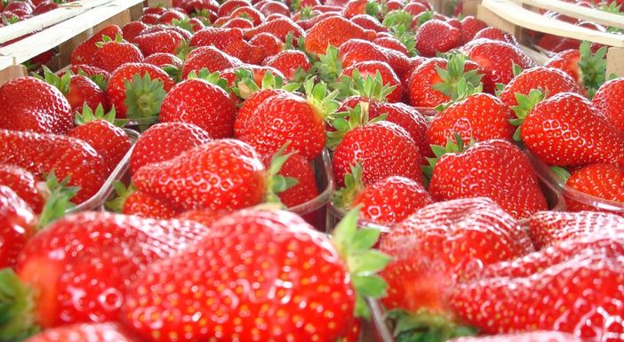 Peveragno pregusta la 67^ Sagra della Fragola (VIDEO)