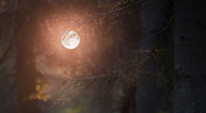 "Le creature della notte": un Halloween tra scienza e natura a Revello