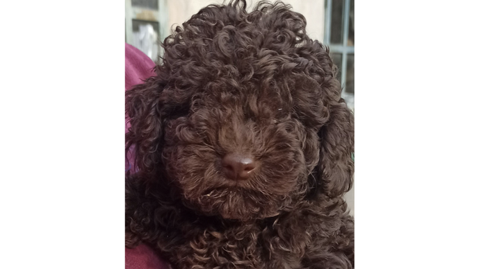 Kimi, la barboncina Toy rapita a Mombasiglio