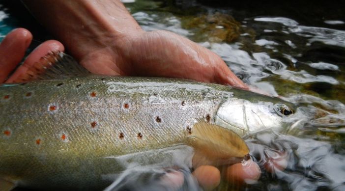 Tutela degli ecosistemi acquatici: incontro a Valdieri per una gestione sostenibile delle immissioni di trote
