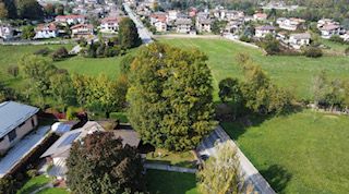 A Roccabruna abbattimento record di una quercia alta 30 metri [VIDEO]