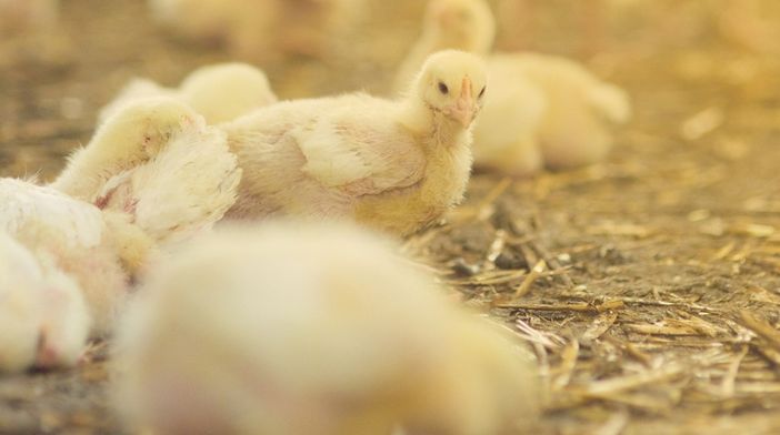 Filiera avicola, Coldiretti Cuneo: "Necessarie regole chiare per difendere la competitività"