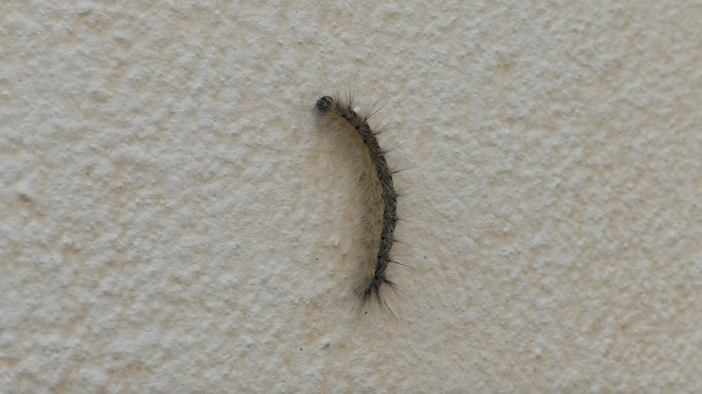 I bruchi comparsi a Savigliano