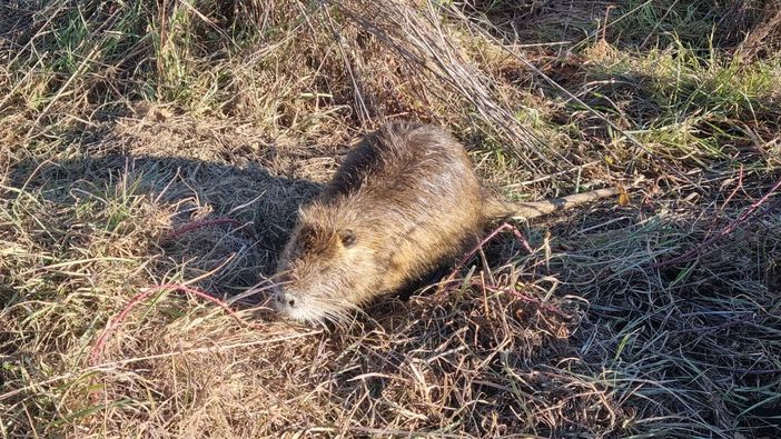 Dal Sud America alle nostre campagne: incontro ravvicinato con la nutria
