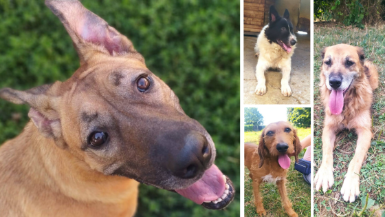 Alcuni dei tanti ospiti del Rifugio Pinco Pallino di Fossano