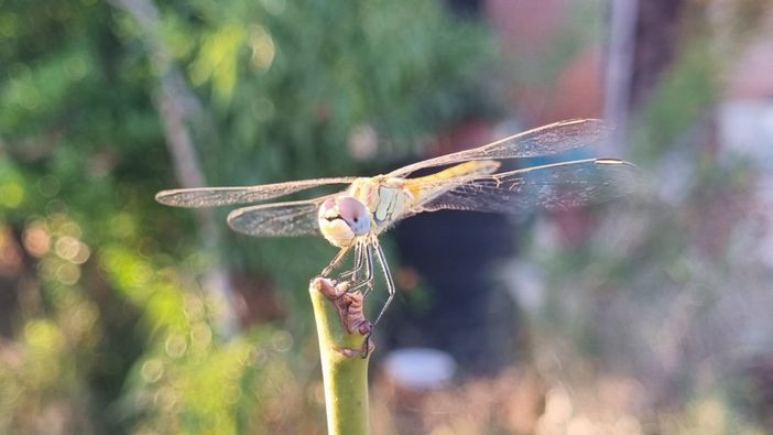 Una libellula