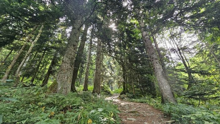 Un bagno di foresta: in Alta Valle Pesio si inaugura il "Cammino del bosco" Un bagno di foresta: in Alta Valle Pesio si inaugura il "Cammino del bosco"