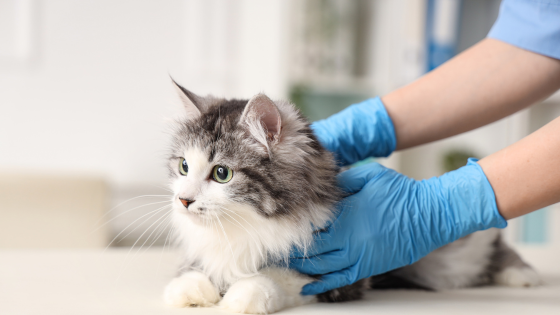 "Sterilizzare il proprio gatto è un atto d'amore e responsabilità" "Sterilizzare il proprio gatto è un atto d'amore e responsabilità"