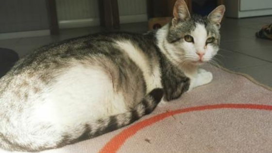 Il gattile di Alba lancia un appello contro la FIP Il gattile di Alba lancia un appello contro la FIP